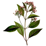 Quinquina écorce en gélules (Cinchona pubescens - "officinalis")
