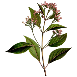 Quinquina rouge gélules Pullulan
