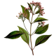 Quinquina rouge gélules Pullulan