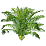 Sabal Serrulata (Palmier nain) extrait 24% Fatty acid (Serenoa repens) 