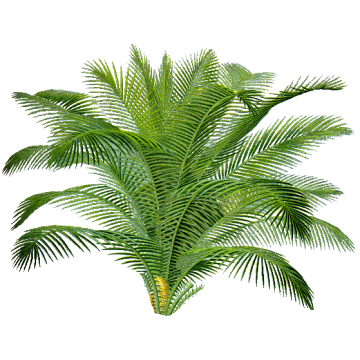 Sabal Serrulata Palmier nain gélules Pullulan