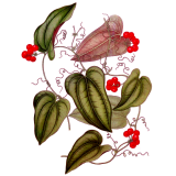 Salsepareille en gélules (Smilax officinalis medica)