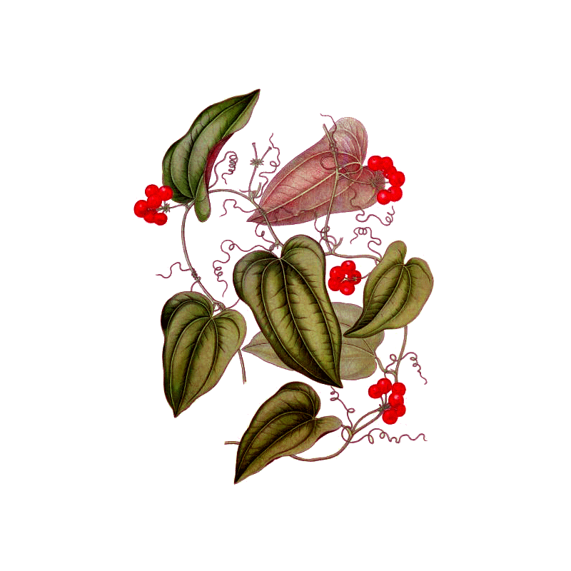 Salsepareille en gélules (Smilax officinalis medica)