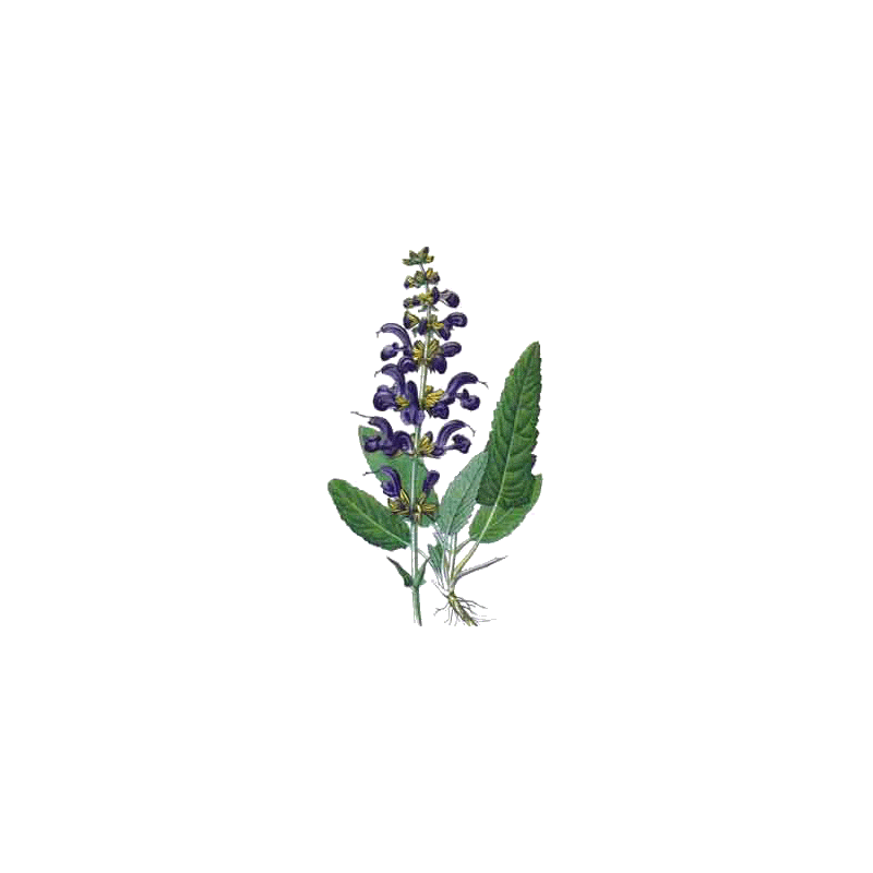 Sauge officinale bio en gélules (Salvia officinalis)