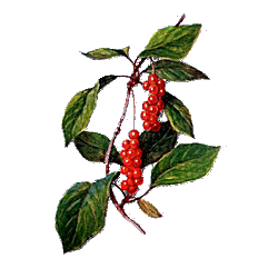 Schisandra en gélules Pullulan