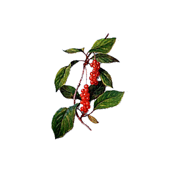 Schisandra en gélules Pullulan