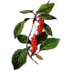 Schisandra en gélules Pullulan