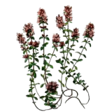 Thym de Provence BIO en gélules (Thymus vulgaris)