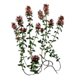 Thym Provence BIO en gélules