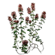 Thym Provence BIO en gélules