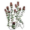 Thym Provence BIO en gélules