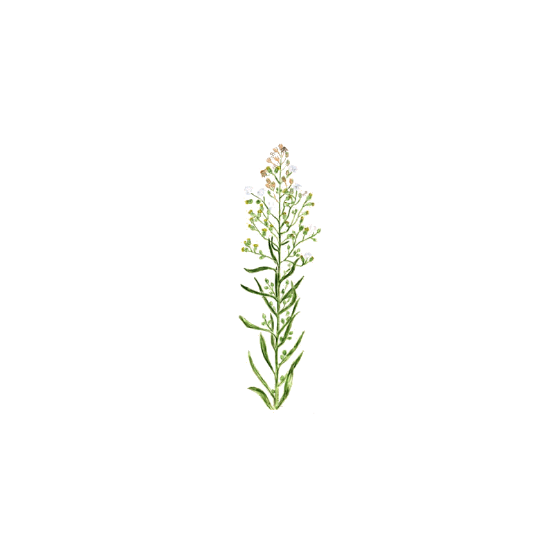 Vergerette du Canada en gélules (Erygeron canadensis)