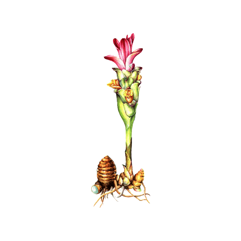 Racine de Zédoaire en gélules (Curcuma zedoaria)