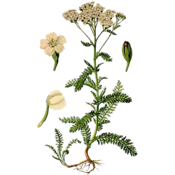 Huile essentielle Achillée millefeuille Bio*