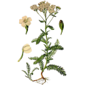 Huile essentielle Achillée millefeuille Bio*