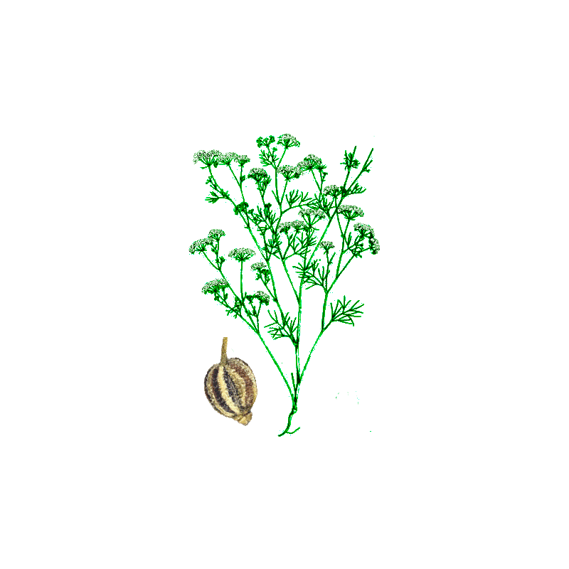 Huile essentielle Ajowan Sauvage (Trachyspermum ammi L.)