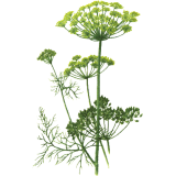 Huile essentielle Aneth Bio (Anethum graveolens L.)