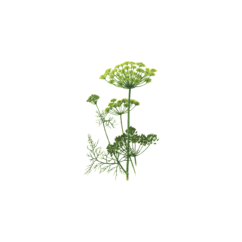 Huile essentielle Aneth Bio (Anethum graveolens L.)