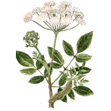 Huile essentielle Angélique Bio (Angelica archangelica L.)