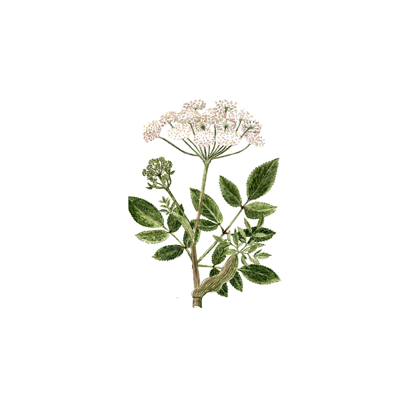 Huile essentielle Angélique Bio (Angelica archangelica L.)
