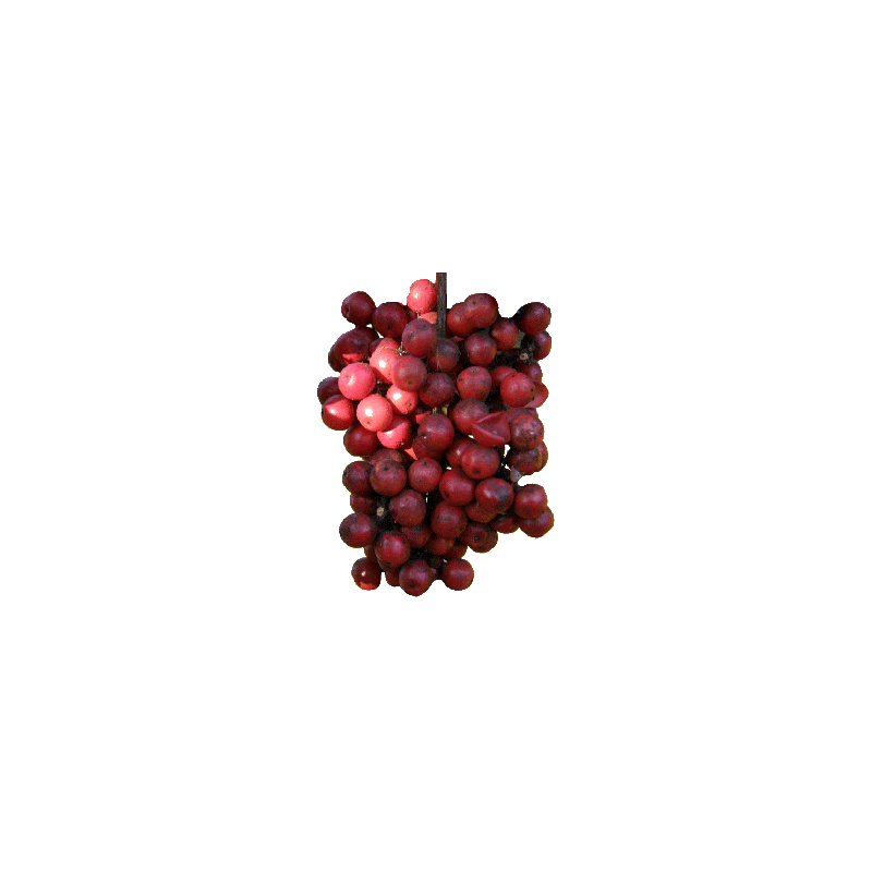 Huile essentielle Baies Roses de Madagascar Bio (Schinus terebenthifolius)