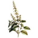 Huile essentielle Basilic Tropical Bio*