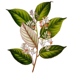 Huile essentielle Benjoin / Ethanol Bio*