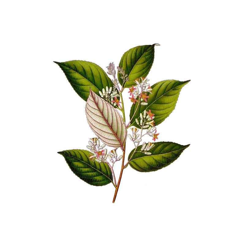Huile essentielle de Benjoin Bio (Styrax tonkinensis Craib.)