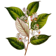 Huile essentielle Benjoin / Ethanol Bio*