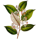 Huile essentielle Benjoin / Ethanol Bio*