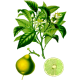 Huile essentielle Bergamote Bio*