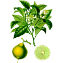 Huile essentielle Bergamote Bio*