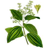 Bois de Rose Bio
