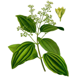 Huile essentielle Bois de Rose Bio*