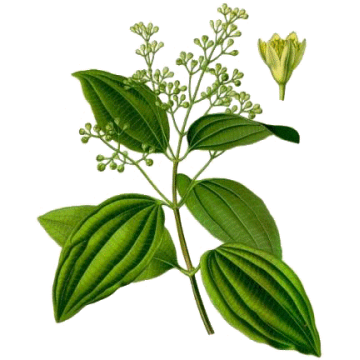 Huile essentielle Bois de Rose Bio*