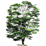 Huile essentielle de Cabreuva (Myrocarpus fastigiatus)