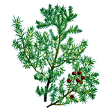 Huile essentielle de bois de Cade Bio (Juniperus oxycedrus L.)