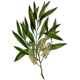 Huile essentielle de Cajeput bio (Melaleuca leucadendron L.)
