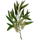 Huile essentielle Cajeput Bio*