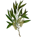 Huile essentielle Cajeput Bio*
