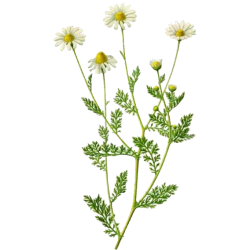 Huile essentielle Camomille Romaine Bio*