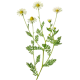 Huile essentielle Camomille Romaine Bio*