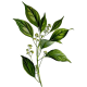 Huile essentielle Camphre Bois Sauvage