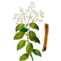 Huile essentielle Cannelle Ceylan écorce Bio*