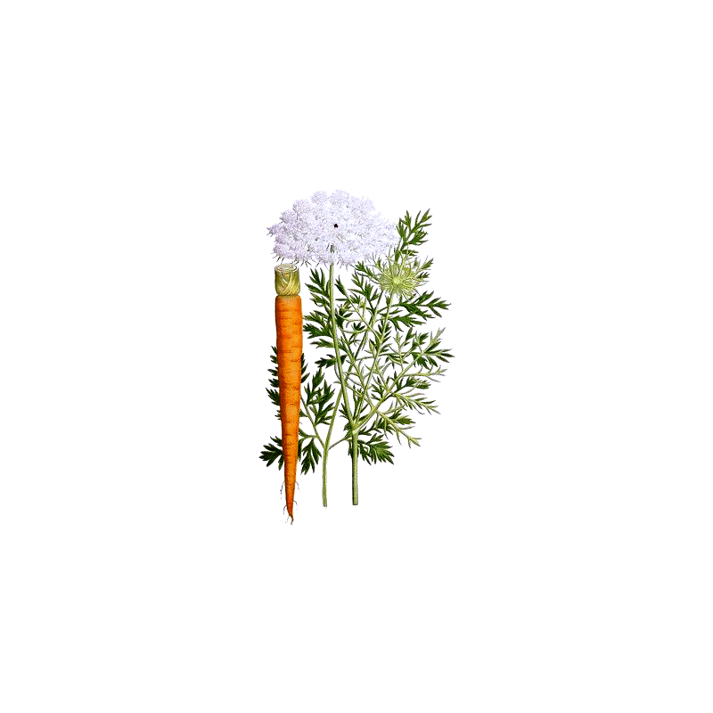 Huile essentielle de Carotte sauvage Bio (Daucus carota L.)