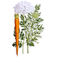 Huile essentielle Carotte sauvage Bio*