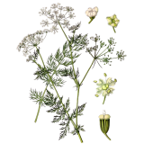 Huile essentielle de Carvi bio (Carum carvi L.)