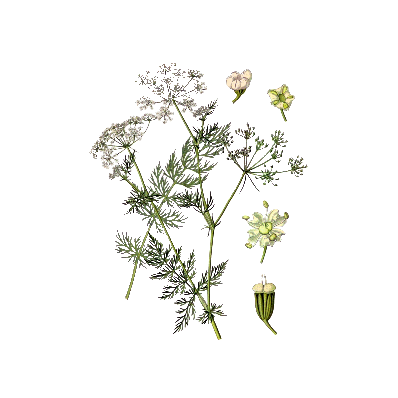Huile essentielle de Carvi bio (Carum carvi L.)