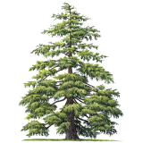 Huile essentielle de Cèdre de l'Atlas bio (Cedrus atlantica Manet)