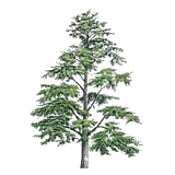 Huile essentielle Cèdre de l'Himalaya sauvage (Cedrus deodora)